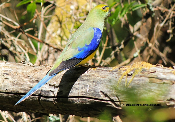 Blue Winged Parrot